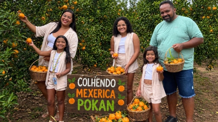Colheita da Mexerica